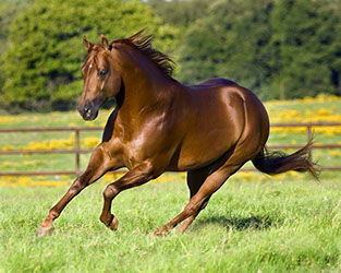 Scott McCutcheon Reining Horses- Stallions